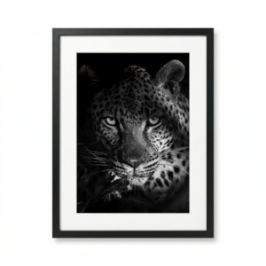 Leopard noir regard profond